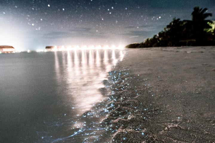 Bioluminescence Tour on Holbox