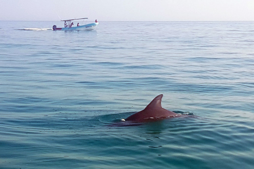 Delphin auf Insel Holbox