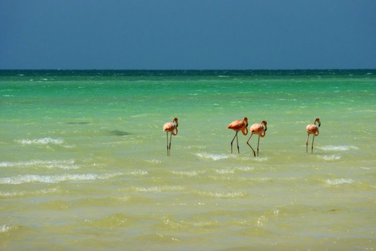 Flamingos auf Insel Holbox