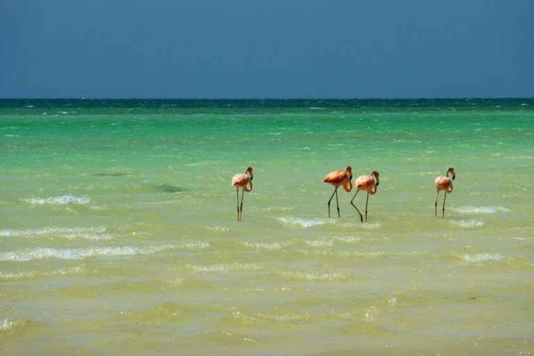 Flamingos on Isla Holbox