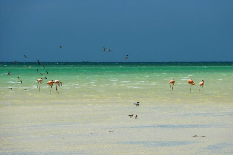 Flamingos on sandbank on Holbox