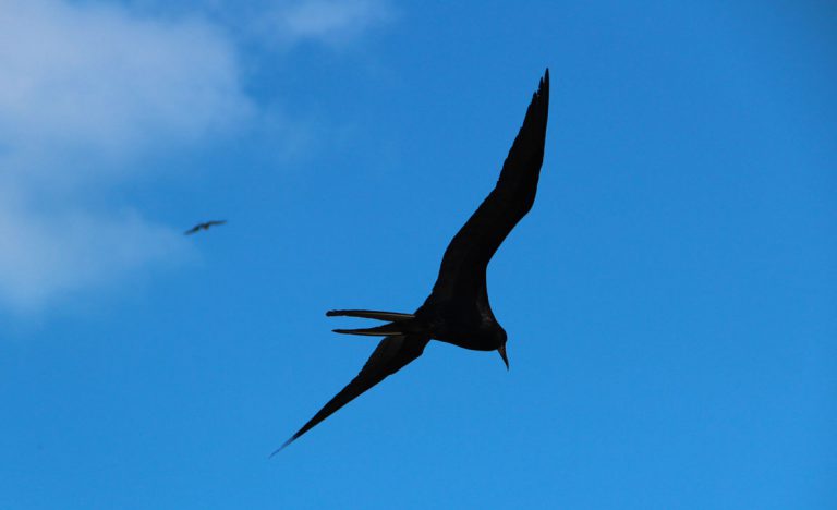 Fregattvogel im Flug auf Insel Holbox