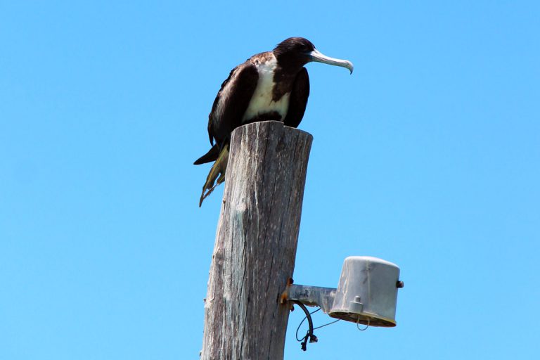 Frigate bird on Isla Holbox