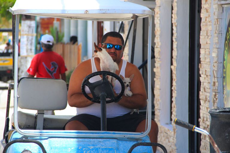 Mann mit Hunden im Golf Car