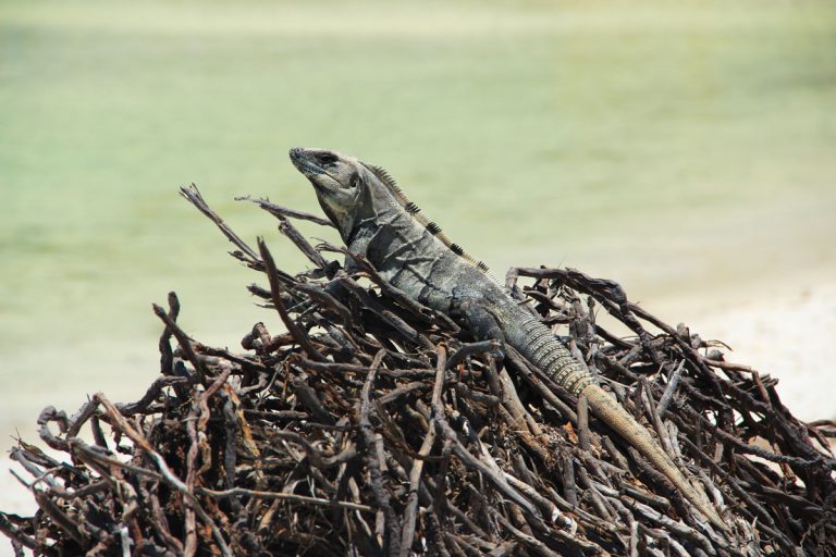 Leguan auf Isla Holbox