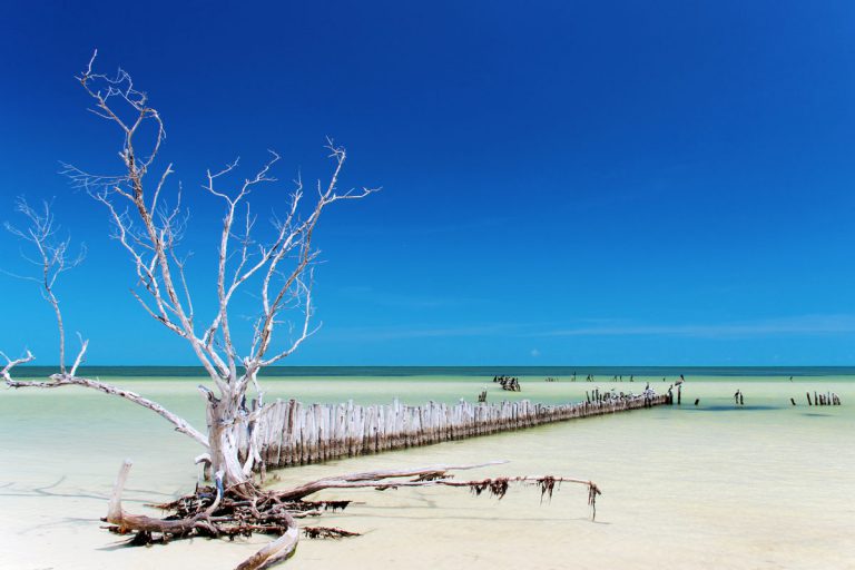 Mangroves in Punta Cocos on Holbox Island