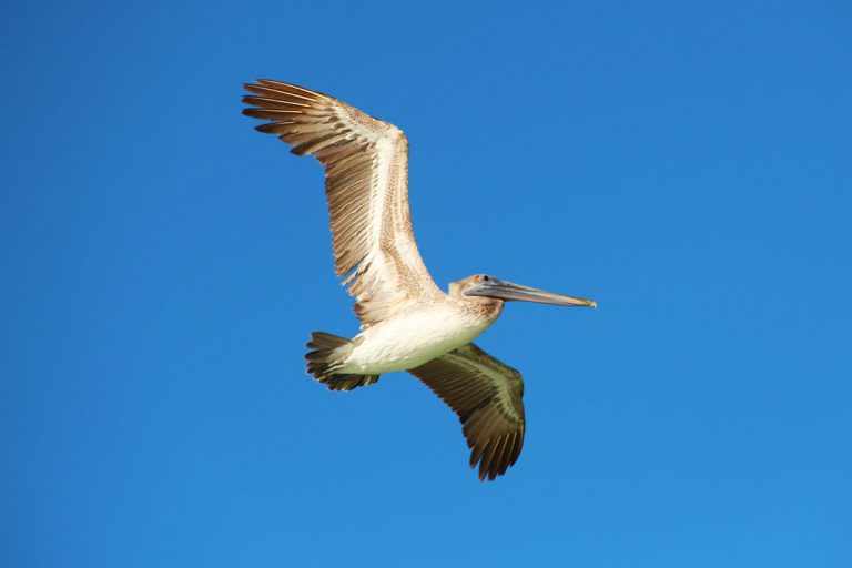 Pelikan im Flug auf der Isla Holbox