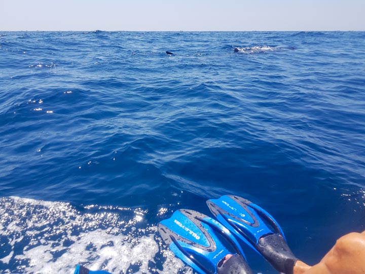 Snorkeling with whale shark on Holbox Island