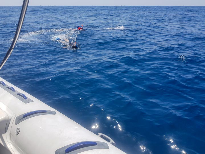 Swimming with whale shark on Holbox Island