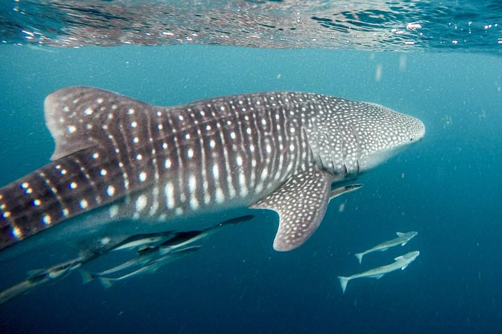 Whale shark tours on Holbox Island