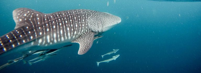 Swimming with the Whale Shark