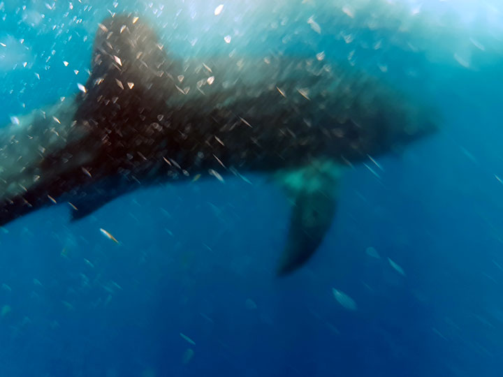 Whale shark underwater