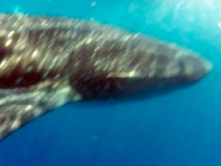 Whale shark underwater sideways