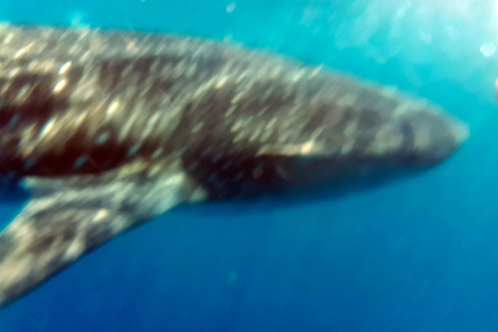 Whale shark underwater sideways