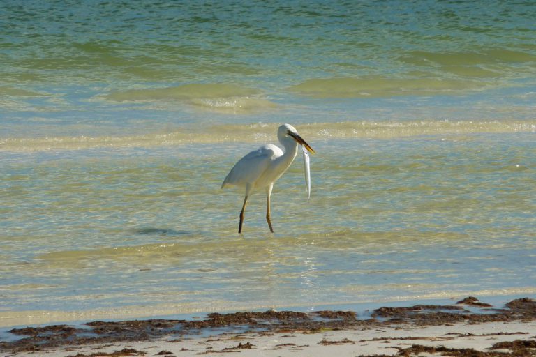 Weißer Reiher mit Fisch auf Insel Holbox