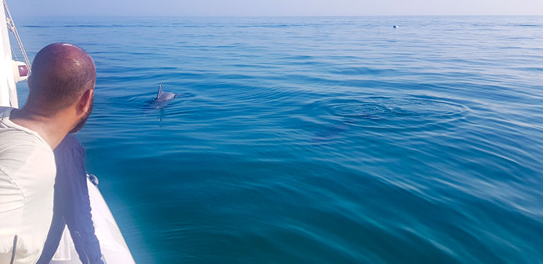 Dolphins during tour on Isla Holbox