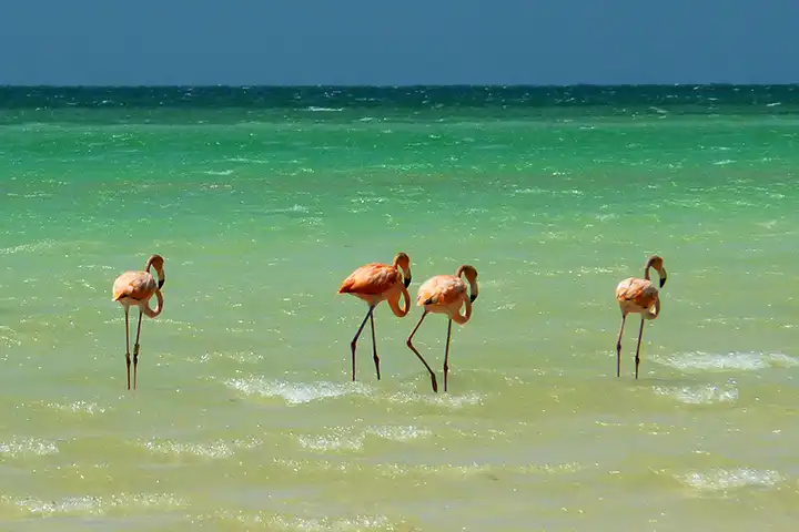 Bird watching tours on Isla Holbox