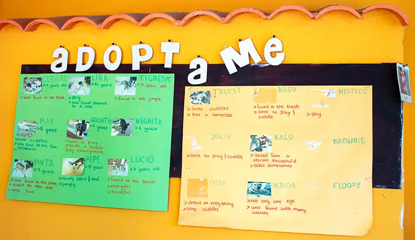 Die Tafel für die Adoption im Refugio Animal auf der Insel Holbox