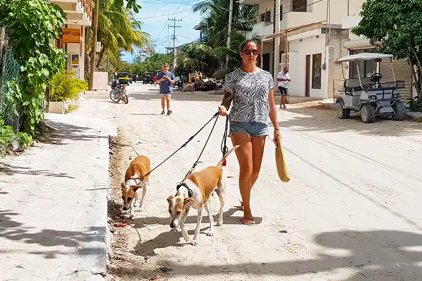 Walking with dogs from Refugio Animal on Holbox Island