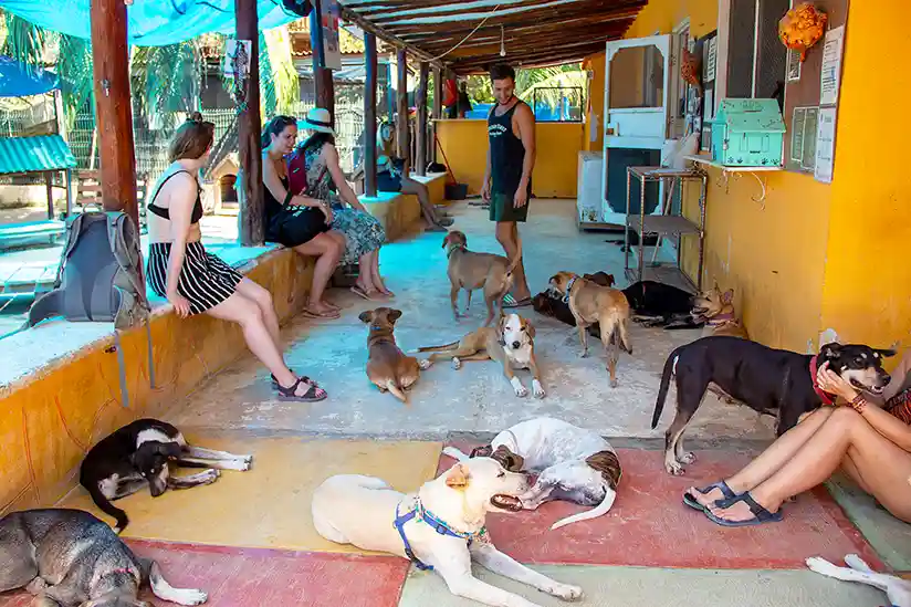 Hunde und Touristen im Refugio Animal auf der Insel Holbox