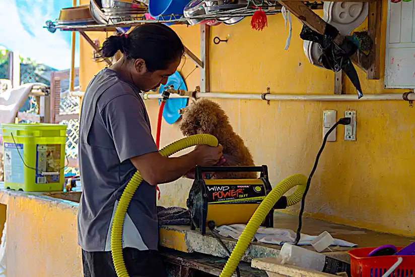 Hundepflege im Tierheim Refugio Animal auf der Insel Holbox