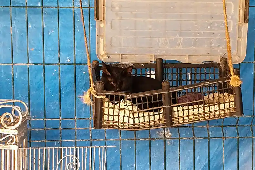 Cat in quarantine at Refugio Animal on Holbox Island
