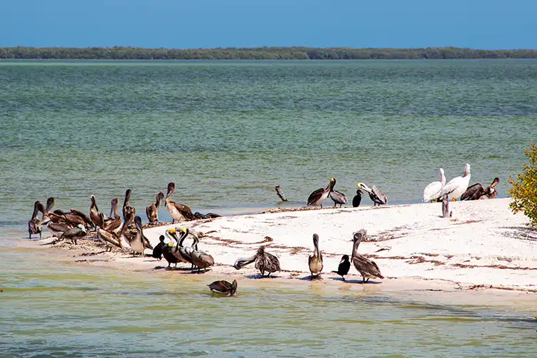 Gray and white pelicans on Isla Pajaros