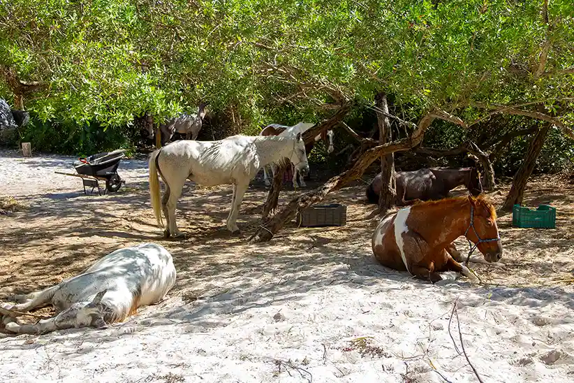 Horses at Los Podrillos Holbox Horseback Riding