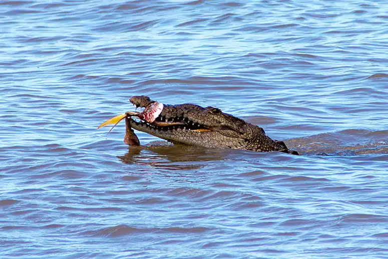 The Holbox Crocodile in Yalahau with fish as prey