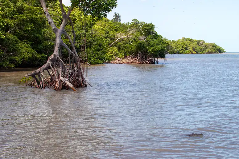 The crocodile swims out of the mangroves of Yalahau