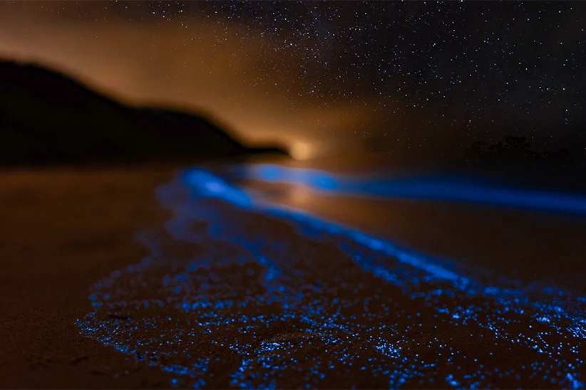 Bioluminescence Tour on Holbox island