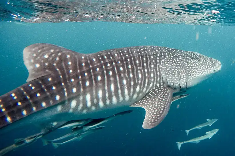 Whale shark tours on Holbox Island