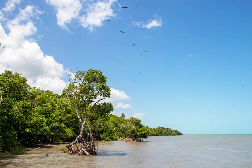 Ein Krokodil in den Mangroven in Yalahau bei der 3 Insel Tour Holbox