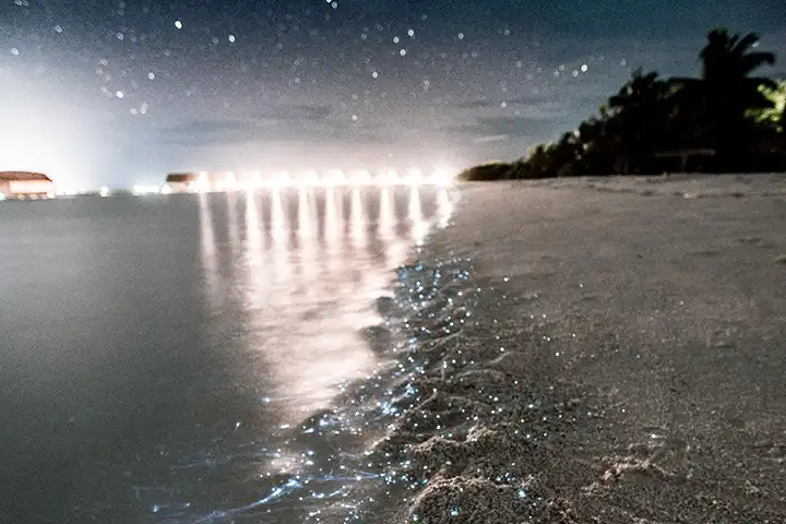 Bioluminescence Tour on Holbox Island