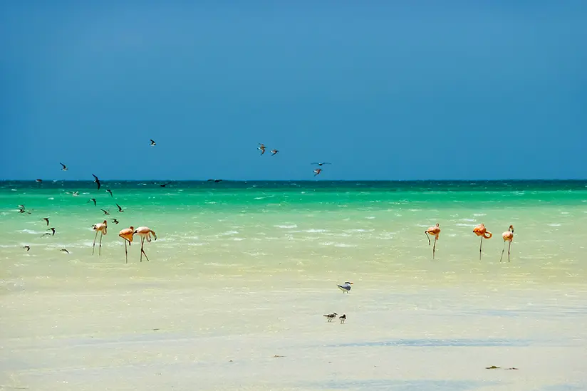 Flamingos on the sandbank of Holbox Island