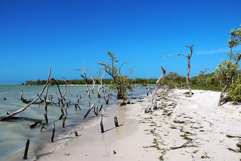 Mangroves near the lagoon at the Rio Kuka in Holbox
