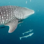 Walhai Touren auf der Insel Holbox