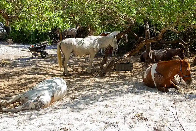 Horses at Los Podrillos Holbox Horseback Riding