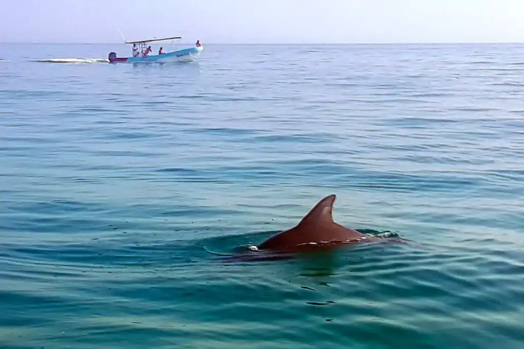 Delfinflosse im Meer nahe der Küste von Holbox.