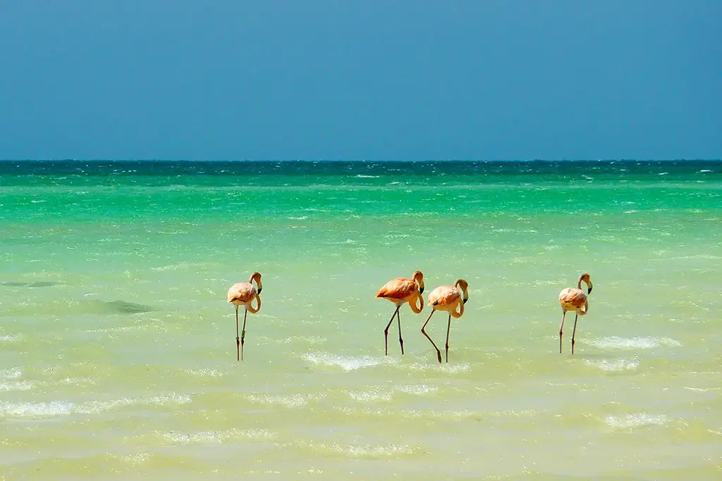 Gruppe von rosa Flamingos im flachen Wasser der Isla Holbox.