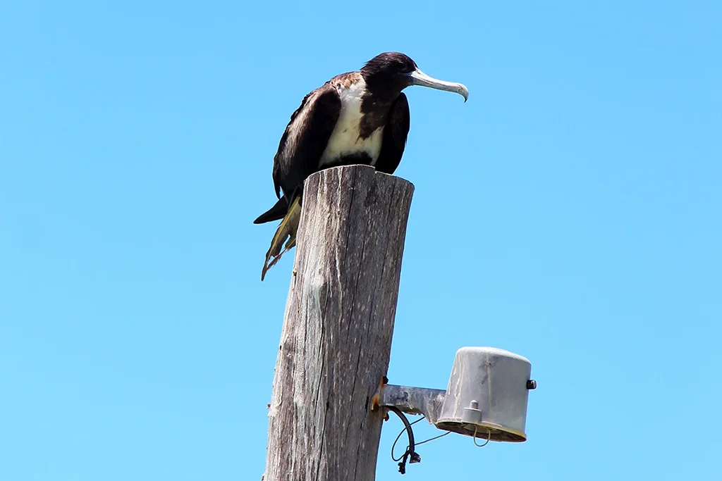 Prächtiger Fregattvogel auf einem Holzpfahl auf Holbox.
