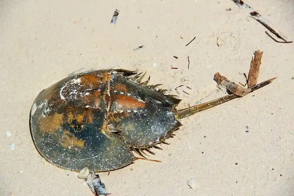 Shell of a prehistoric horseshoe crab on the white sand.