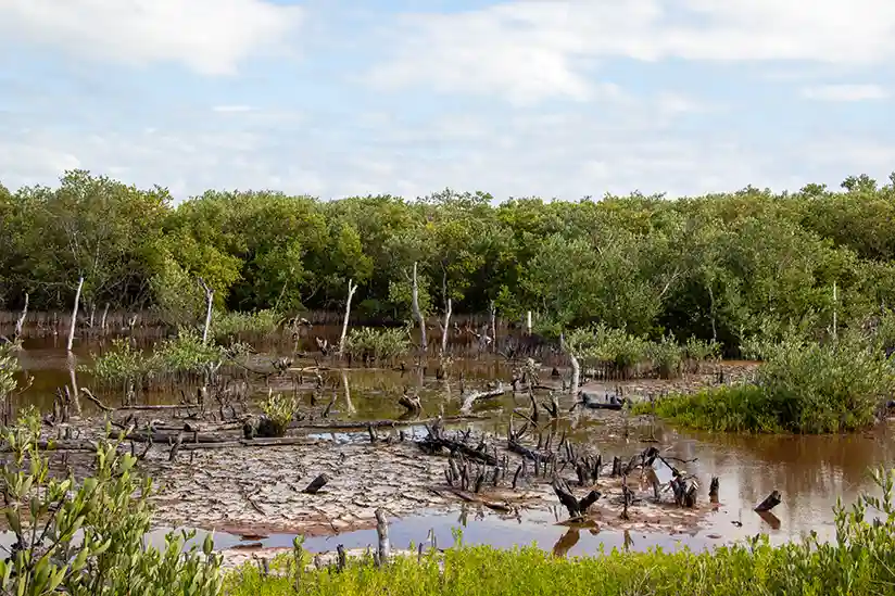 Dichter Mangrovenwald mit Wurzeln und Wasserpfützen.