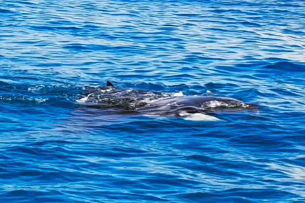 Ein großer Mantarochen schwimmt knapp unter der Meeresoberfläche.