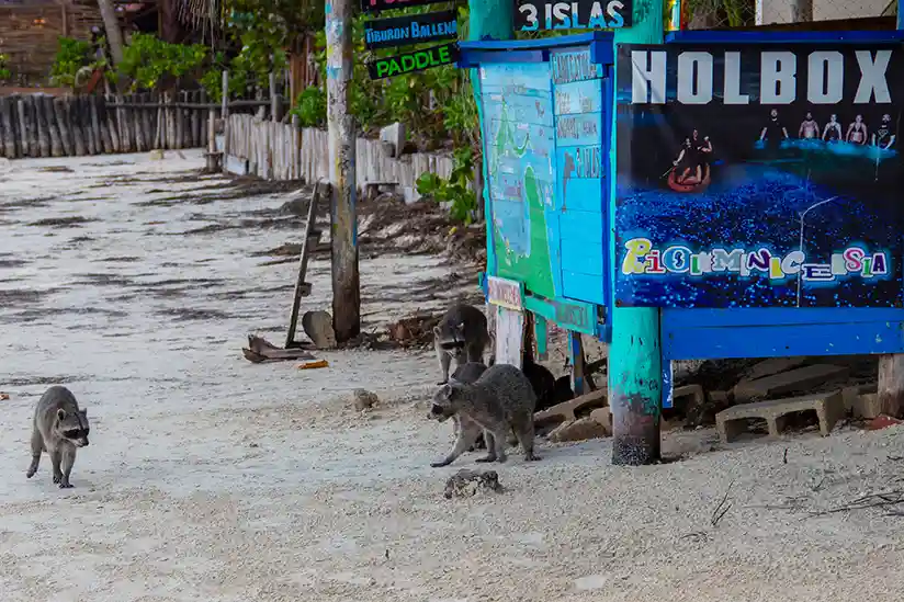 Three raccoons on the beach of Holbox.