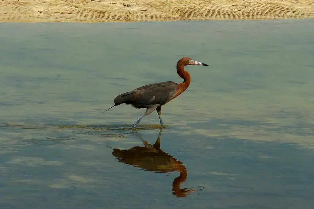 Rare reddish egret wading along the coast of Holbox.