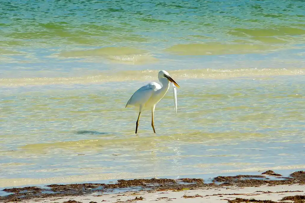 Weißer Reiher fängt einen Fisch im flachen Meerwasser.