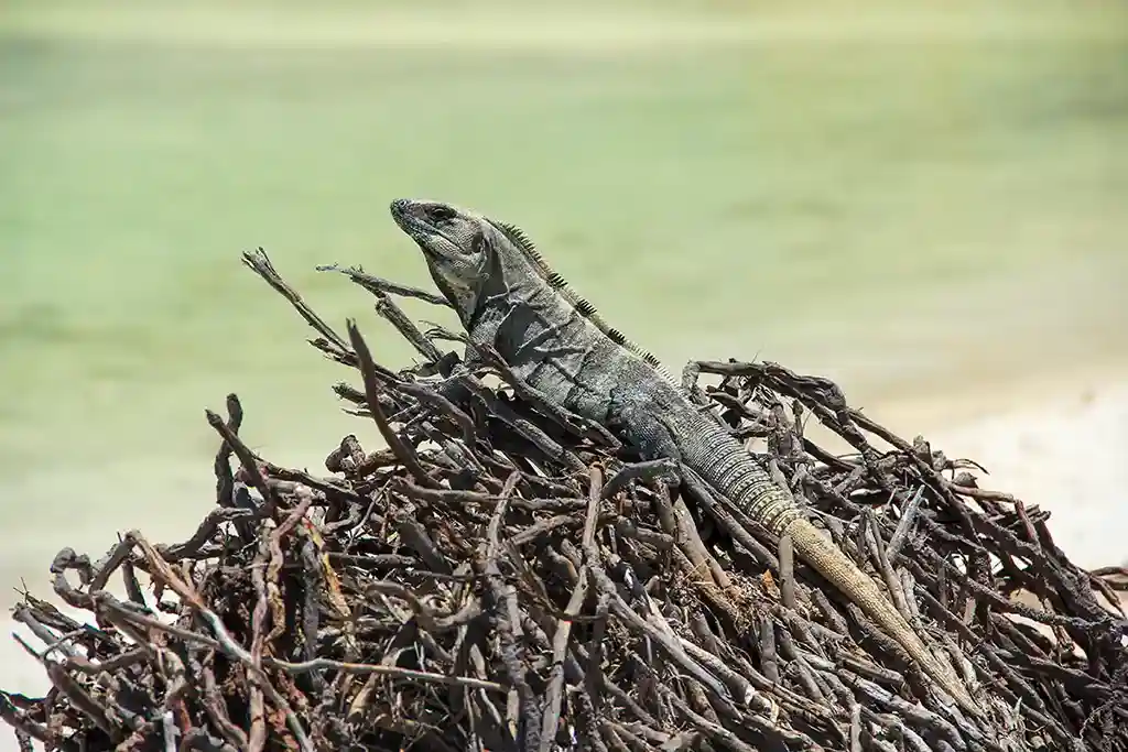 Ein Leguan sonnt sich auf Holzästen auf der Insel Holbox.