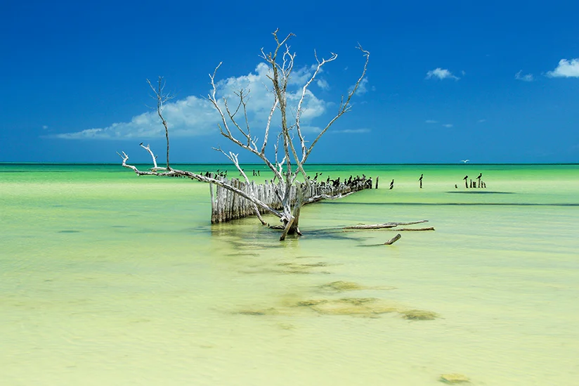 Ausgewaschene Baumstämme im flachen Wasser auf Isla Holbox.