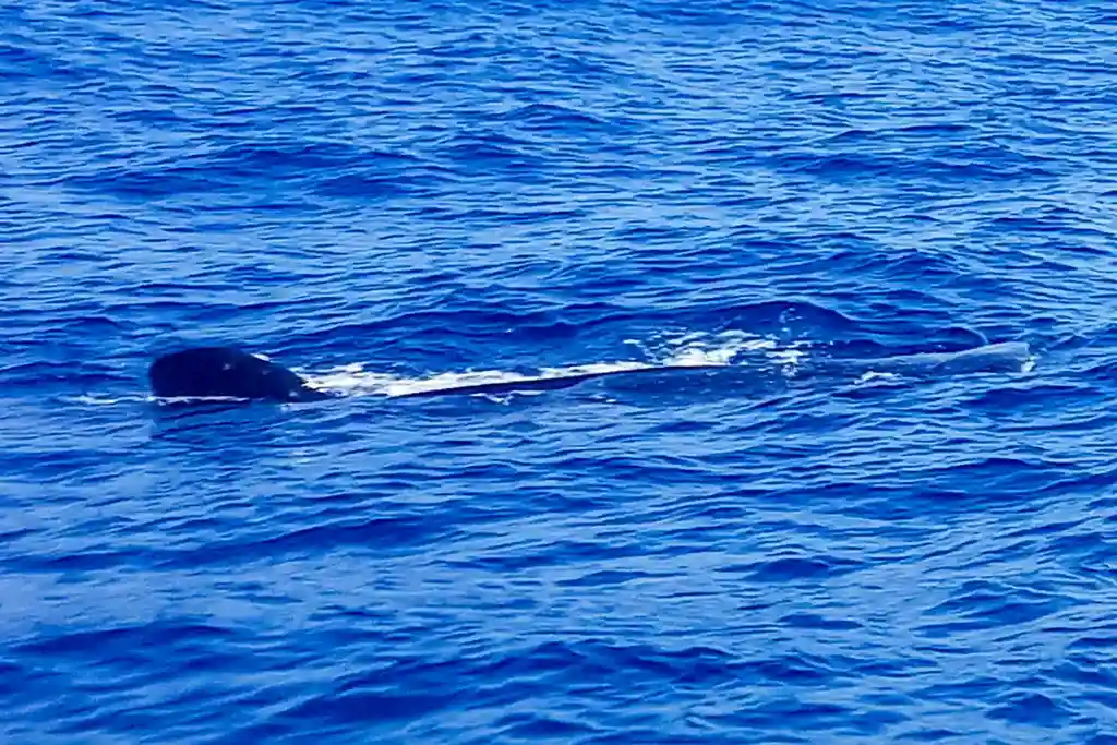 Walhai schwimmt an der Wasseroberfläche vor Isla Holbox.